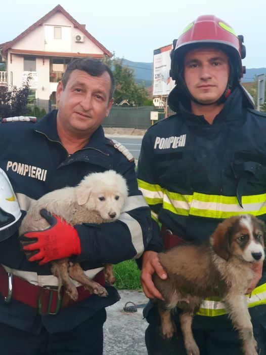 Doi cățeluși au fost salvați de pompierii Punctului de Lucru Totești